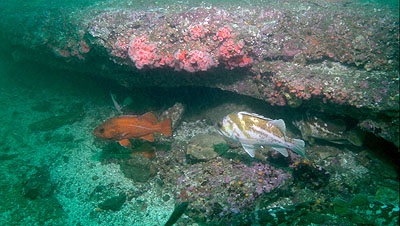 Taken by SeeStar of rockfish and anenomes