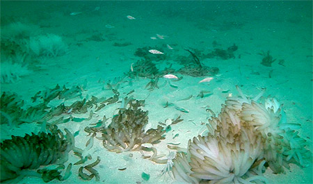 Squid eggs on seafloor. Photo by SeeStar.
