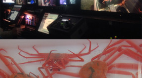 tanner crabs