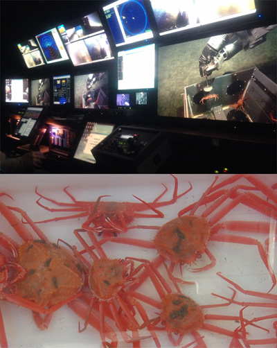 tanner crabs