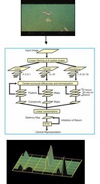 AVED Diagram