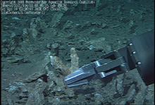 Sampling an ancient coral fragment, still in growth position, on our Hawaii 2001 expedition. Photo © 2001 MBARI