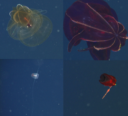 Clockwise from upper left: An amber lobate ctenophore, a vermillion lobate, a deep red cydippid, Bathyctena chuni. Many of the ctenophores have yet to be described by scientists.