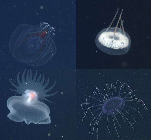 We then spent the rest of the 12-hour dive ascending slowly, searching for interesting animals. Among some of the most striking animals we saw were: (clockwise from upper left): the lobate ctenophore Bathocyroe, the narcomedusa Aegina, a purple narcomedusa Solmissus, and an undescribed mollusc that we call the Mystery Mollusc because it was unknown what group to put it in when it was first discovered.