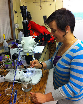 Freya sorts the different bodies of the colony from a collected siphonophore.