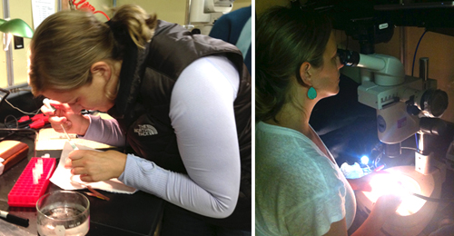 Meghan transfers tissue to cryovials for preservation. Right: She uses a microscope to dissect a specimen.