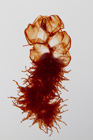 Stefan Siebert is working on the species description of this siphonophore in the genus Apolemia. At the top is the nectosome (head), which includes the swimming bells. At the bottom, the shaggy part, is the tail, made up of feeding, reproductive, and protective bodies. Photo by Stefan Siebert.