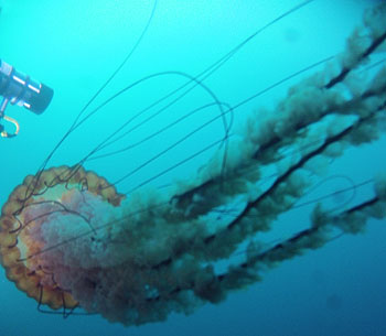 Chrysaora jelly photographed by the Self Contained Plankton Imager (SCPI) during its first field test in Monterey Bay in February 2013. Image © 2013 MBARI.