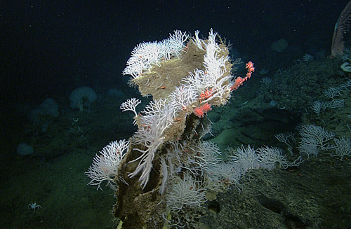 A large group of Asbestopluma monticola sponges grow on top of a dead sponge on Davidson Seamount, off the Central California coast. Image: © 2006 MBARI