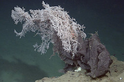 Plastic bag wrapped around coral