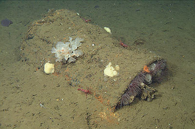 This still image from video captured by MBARI’s ROV Doc Ricketts shows one of many 55-gallon drums that were lying on the seafloor in the area marked as a chemical munitions dump. Image: (c) 2013 MBARI