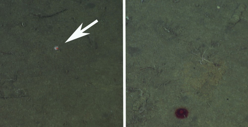 The little white and pink ball that the arrow points to on the left is the siphonophore Stephalia, attached to the seafloor by a tentacle. On the right, you can see a small red jelly, Ptychogastria that sits on the seafloor.