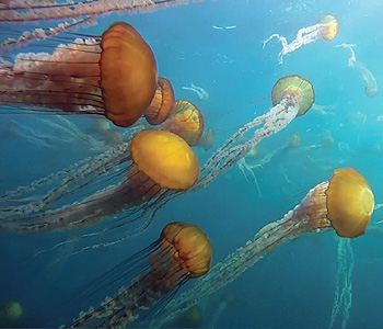 A swarm of Chrysaora jellies swims near the surface of Monterey Bay. These jellies bloom periodically along the California coast. This image was taken by a video camera mounted on MBARI's long-range autonomous underwater vehicle. Image © 2010 MBARI.