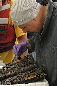 Craig McClain, lead author of this study, collects small animals from a piece of wood that was left on the seafloor for several years. Note the large holes created by boring clams, which set the stage for later colonizers. Image: Kim Fulton-Bennett © 2013 MBARI
