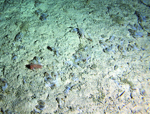 The dead salps MBARI researchers observed on the sea floor were a result of increased life in the surface waters, NOT a sign that the ocean is dying.
