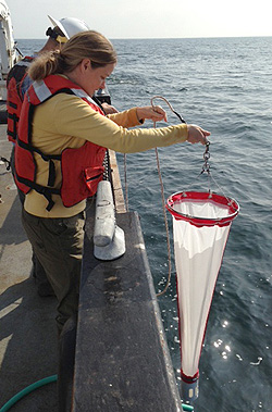 MBARI Postdoctoral Fellow Holly Bowers collects microscopic algae using a plankton net during the 2013 ECOHAB experiment. Image: John Ryan © 2013 MBARI