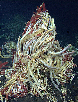 After studying fossilized vent communities and analyzing DNA from modern vent animals, molecular ecologist Bob Vrijenhoek came to the conclusion that most of the species at modern deep-sea vents first appeared within the last 60 million years, rather than hundreds of millions of years ago, as was previously believed. Image: ©2012 MBARI