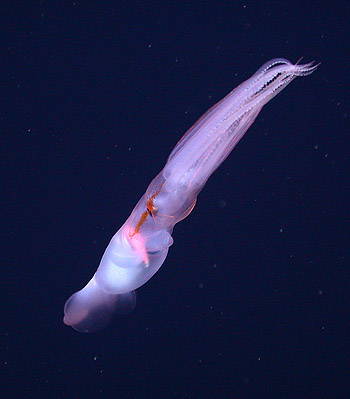 In this photograph, a Grimalditeuthis bonplandi squid has coiled its tentacles and club inside of its arms, and is swimming away from the camera. Image: © 2005 MBARI