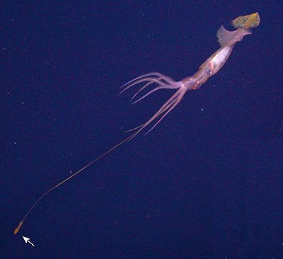 A Grimalditeuthis bonplandi squid with one of its tentacles extended. The arrow points to a small 