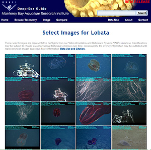 Frame grabs of lobate ctenophores from MBARI's Deep-Sea Guide