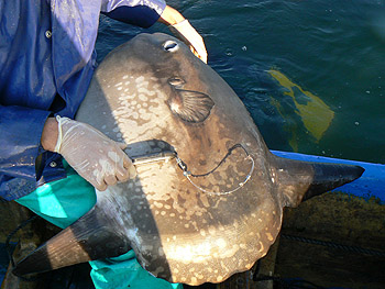 A Mola mola (ocean sunfish) with a GPS tag attached. Over a dozen of these fish are being tracked during the REP-13 experiment. Image: Marina Oliveira.