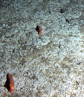 Sea cucumbers at Station M feed on dead algae (brown material on gray deep-sea mud) that sank from the sunlit surface waters after a massive algal bloom. Image © 2012 MBARI