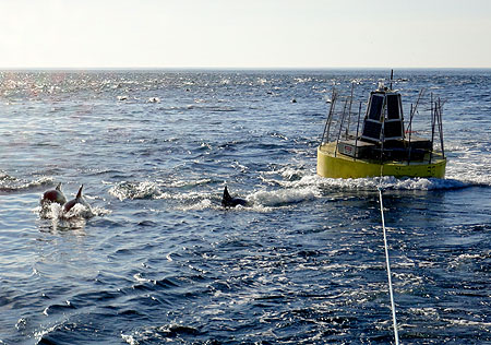 Power buoy and dolphins