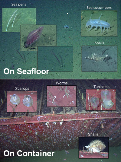 The animals growing on the sunken shipping container were quite different from those growing on the surrounding seafloor. Image: (c) 2014 MBARI