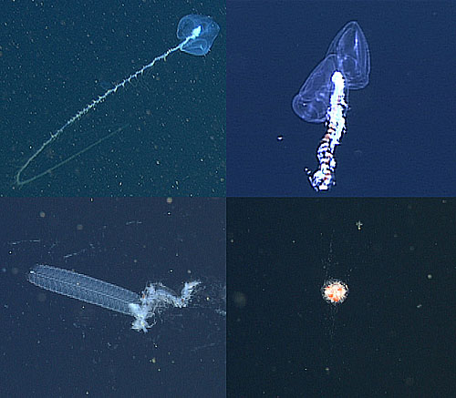A diverse collection of siphonophores. Clockwise from upper left: Praya dubia, Kephyes ovata, a benthic siphonophore, and Bargmannia elongata.