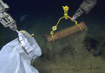 Researchers use the two manipulator arms on MBARI's remotely operated vehicle Doc Ricketts to collect a bundle of acacia wood 3,200 meters below the surface. The arm on the right has picked up the wood bundle by its yellow rope handle. This bundle will be placed inside the white collecting bag being held by the arm on the left. Image: © 2012 MBARI