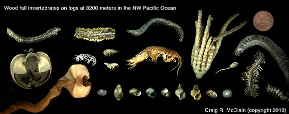 This photomontage shows some of the small animals that colonized bundles of acacia wood that sat on the deep seafloor, 3,200 meters below the surface, for five years (note penny for scale). The animals include boring clams (lower left), polychaete worms (upper left and lower right), snails and limpets (bottom), shrimp-like tanaids and amphipods (center), and a crinoid sea lily (middle right). Image: Craig McClain © 2012