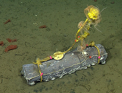 This photo shows one of 36 bundles of acacia wood that sat on the deep seafloor for five years as part of Craig McClain's wood-fall experiment. The bundle is held together by a mesh bag that allows the tiny larvae of deep-sea clams and other animals to colonize the wood. Galatheid crabs crawl around the outside of the mesh while brisingid sea stars attach to the yellow rope that allows MBARI's submersibles to lift the wood without damaging it. Image: © 2012 MBARI