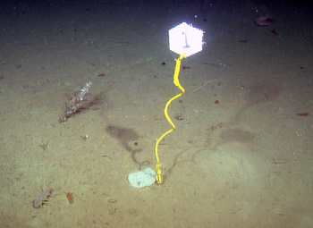A low-resolution frame grab from the high-definition video taken by the ROV Doc Ricketts. This marker helped the ROV pilots relocate the exact same sponge that was dyed in November 2012 (the sponge is the white disc at the base of the marker).