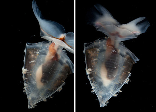Examples of bad and good images of the pteropod Clio recurva. In the left image, you can see a great view of the mouth parts (the dark part in between the wings), but the wings are obscured due to movement of the animal in the tank.