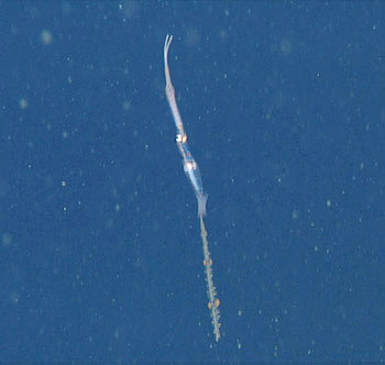 In the image, you can see the long tail on the juvenile Chiroteuthis calyx (at the bottom of the animal). The tail is the inspiration for this species’ common name, the swordtail squid.