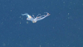 The tail is lost in adult Chiroteuthis calyx, as you can see in this image.