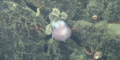 This Graneledone boreopacifica was observed on the rock where other individuals of that species were found brooding eggs over many months.
