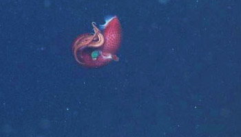 Histioteuthis heteropsis is also called the 'cockeyed' squid because it has two different sized eyes.