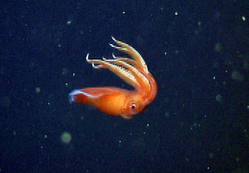 Octopoteuthis deletron is a target species for a future cephalopod exhibit at the Monterey Bay Aquarium.