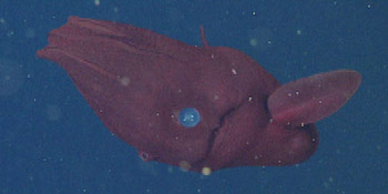 This Vampyroteuthis infernalis is about 20 centimeters (eight inches) long from arm tips to the tip of its mantle.
