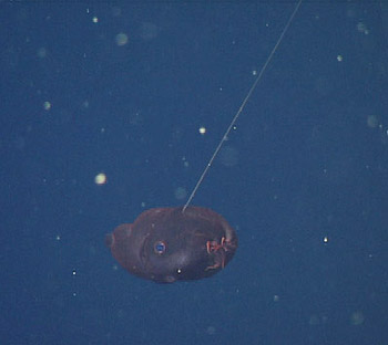This juvenile Vampyroteuthis infernalis is only a few inches long and although you can’t tell from this image, it has four fins (two sets).