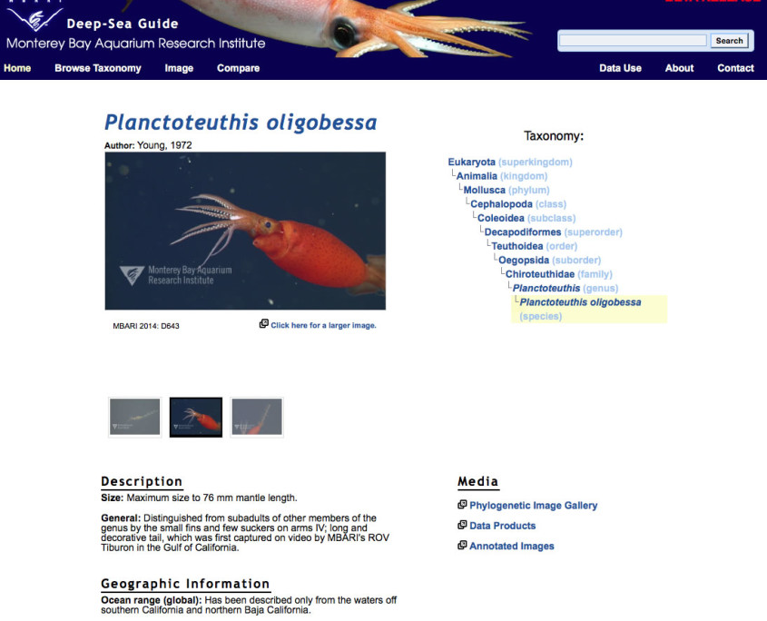 Screen capture from the Deep-Sea Guide showing data about the squid Plantoteuthis oligobessa.