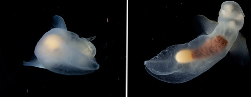 Examples of bad and good images of the pteropod Notobranchaea macdonaldi. Stephanie took 116 images of this animal to get the money shot!