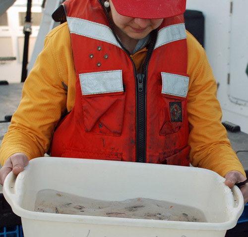 Stephanie Bush carries the bin with the trawl specimens in it from the back deck to the wet lab. Photo by Kat Bolstad.