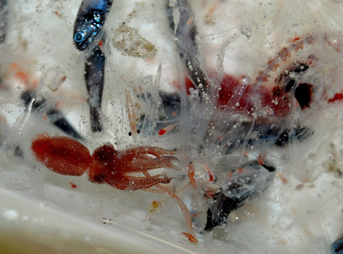 The trawl was full of midwater animals like arrow worms, jellies, squid, and fish. Photo by Kat Bolstad.