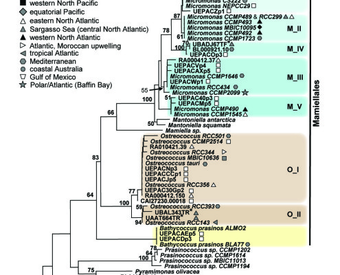 Figure 1. Phylogenetic analysis of prasinophyte full length 18S rRNA gene sequences, with focus on Mamiellales. This figure is modified from Worden & Not 2008 (Chapter 6 in Microbial Ecology of the Oceans 2nd Edition, Kirchman, Publisher: Wiley).