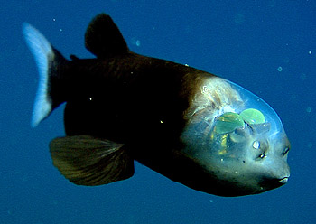 Researchers solve mystery of deep-sea fish with tubular eyes and  transparent head • MBARI