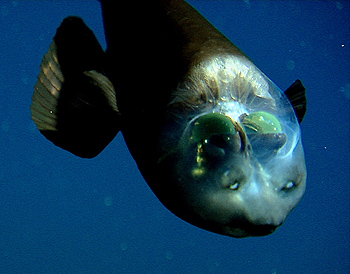 Sur cette image, vous pouvez voir que, bien que le barreleye soit tourné vers le bas, ses yeux regardent toujours droit vers le haut. Ce gros plan