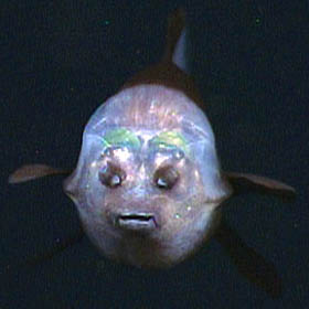 Cette vue de face d'un barreleye montre son bouclier transparent éclairé par les lumières du véhicule télécommandé Tiburon du MBARI. Comme sur les autres photos, les deux points au-dessus de la bouche du poisson sont des organes olfactifs appelés narines, qui sont analogues aux narines humaines. Image : © 2006 MBARI's transparent shield lit up by the lights of MBARI's remotely operated vehicle Tiburon. As in the other photos, the two spots above the fish's mouth are are olfactory organs called nares, which are analogous to human nostrils. Image: © 2006 MBARI