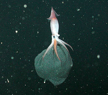 MBARI's remotely operated vehicle Tiburon captured this photograph of a female Gonatus onyx carrying a large egg mass, which is suspended from hooks on the squid's arms. In this photograph, the squid is apparently using its arms to pump fresh water through the egg mass, causing it to inflate. Image: (c) 2002 MBARI